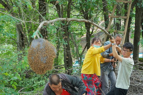 04大学生们资助村民抓捕“出逃”蜂群.jpg