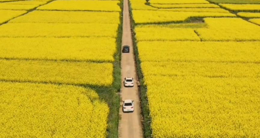 春满花田，，，一赏优美，，，不负好时光（春游）
